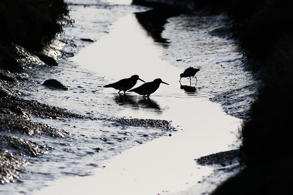 Austernfischer im Abendlicht